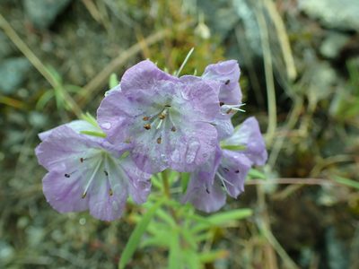 Phacelia linearis