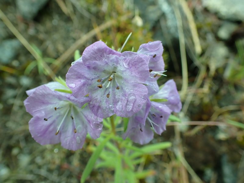 Phacelia linearis, photographed by James H. Thomas
