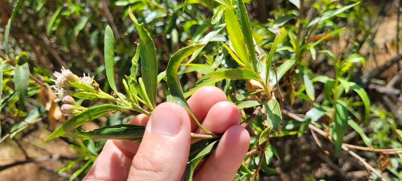 Baccharis salicifolia, photographed by Amthinkia