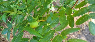 Juglans californica, photographed by Amthinkia