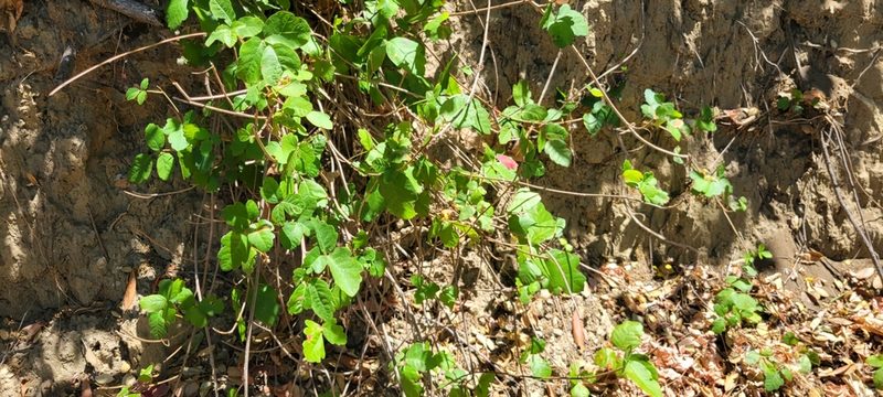 Toxicodendron diversilobum, photographed by Amthinkia