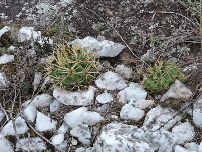 Gymnocalycium monvillei, photographed by Mariana