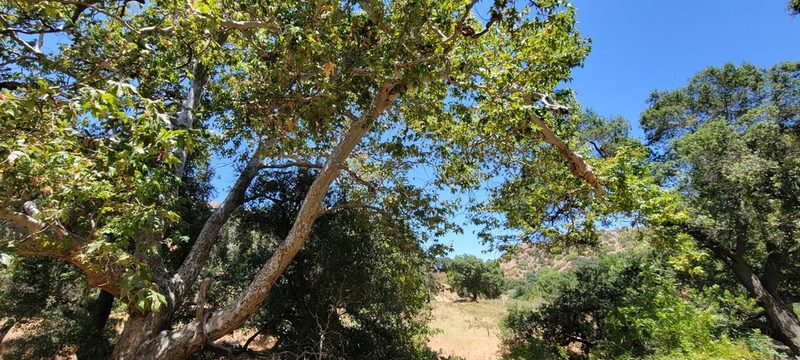 Platanus racemosa, photographed by Amthinkia