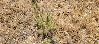 Artemisia californica, photographed by Amthinkia