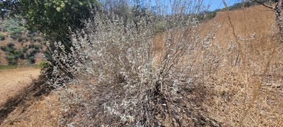 Salvia leucophylla