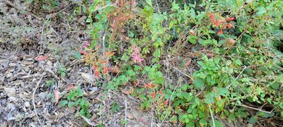 Keckiella cordifolia, photographed by Amthinkia