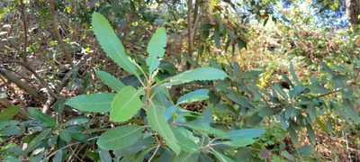 Photinia arbutifolia, photographed by Amthinkia