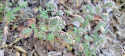 Phacelia cicutaria