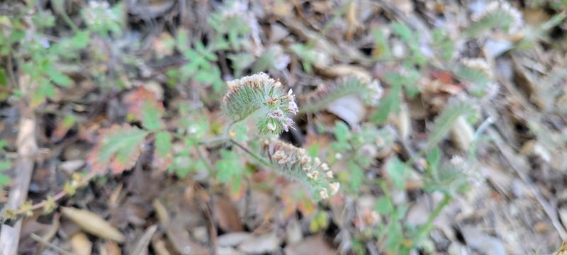 Phacelia cicutaria, photographed by Amthinkia