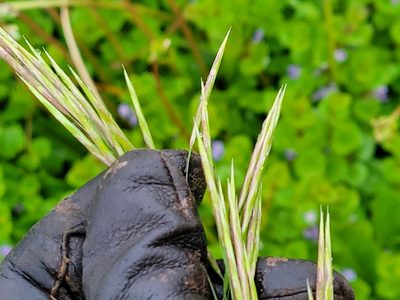 Bromus inermis, photographed by Jean Sorensen