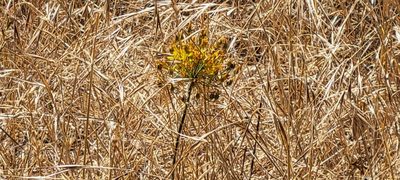 Bloomeria crocea, photographed by Amthinkia