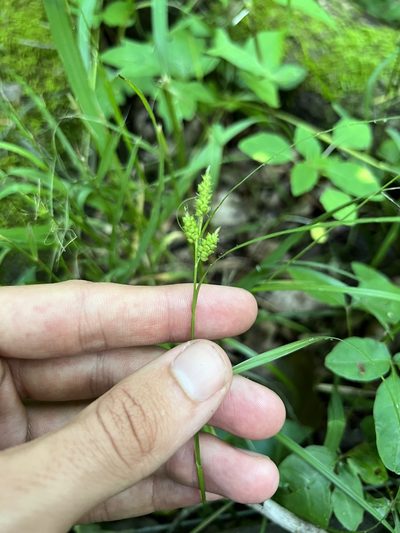 Carex caroliniana, photographed by Nathan Aaron