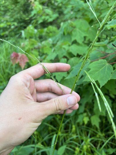Glyceria septentrionalis, photographed by Nathan Aaron
