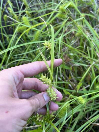 Carex louisianica, photographed by Nathan Aaron