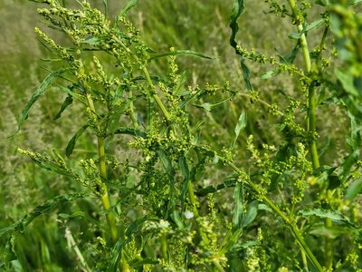 Rumex crispus, photographed by Jean Sorensen