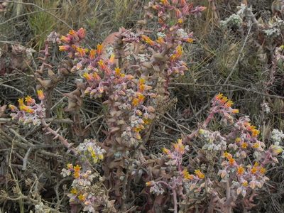Dudleya lanceolata, photographed by James C. Davis