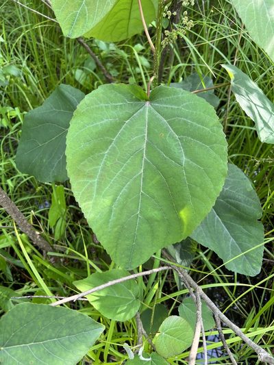 Populus heterophylla, photographed by Nathan Aaron