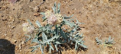 Asclepias eriocarpa
