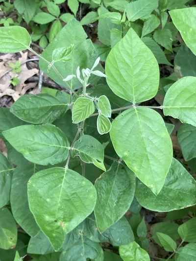 Desmodium viridiflorum, photographed by Joseph McPhail