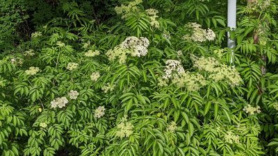 Sambucus canadensis, photographed by john_hall