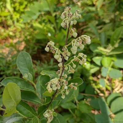Lyonia ligustrina, photographed by NC Moth Project