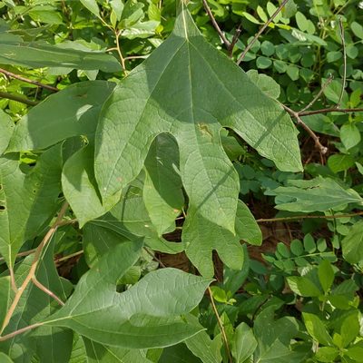 Sassafras albidum, photographed by NC Moth Project