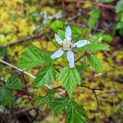 Rubus ursinus, photographed by Dominic Gentilcore
