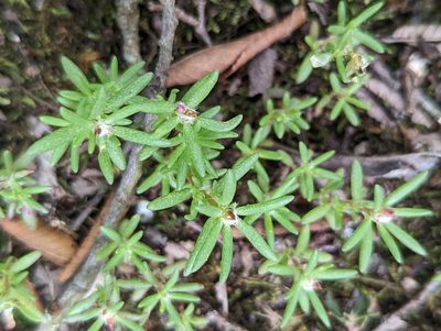 Portulaca pilosa, photographed by Alan Prather