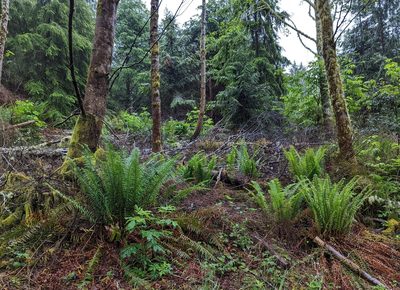 Polystichum munitum, photographed by Dominic Gentilcore