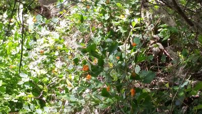Lonicera ciliosa, photographed by Loopy30
