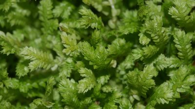Selaginella apoda, photographed by Nathan T. Jones