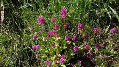 Valeriana congesta, photographed by Loopy30