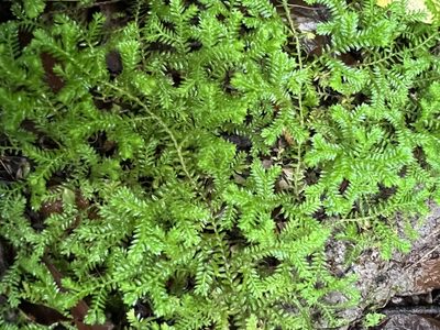 Selaginella kraussiana, photographed by Andrew Allen