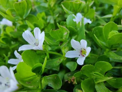Bacopa monnieri, photographed by Siddarth Machado