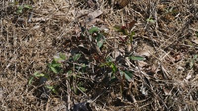 Ilex opaca, photographed by Nathan T. Jones