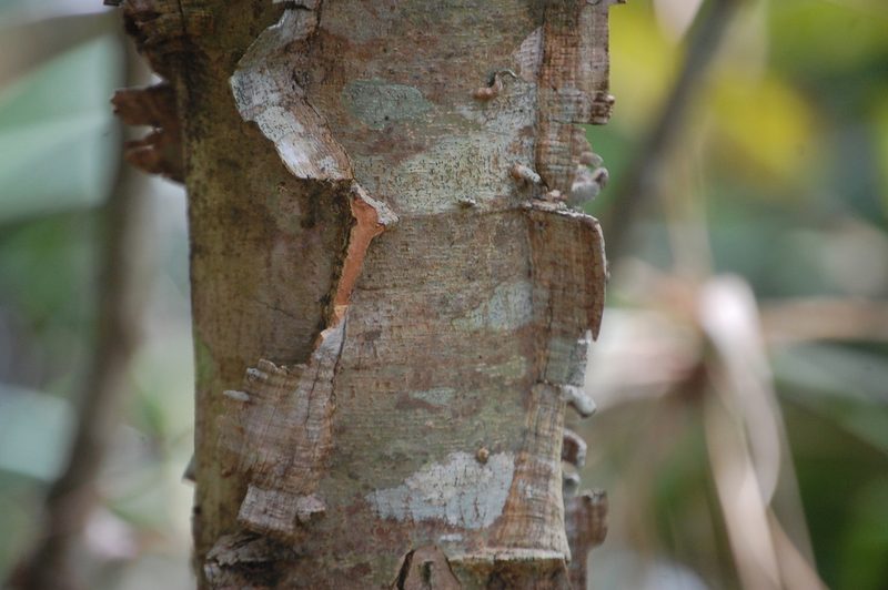 Piptadenia gonoacantha, photographed by Carlo Brescia