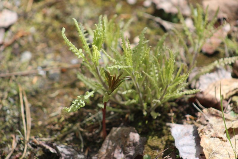 Pedicularis labradorica, photographed by Tatiana Strus