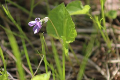 Viola epipsila, photographed by Tatiana Strus