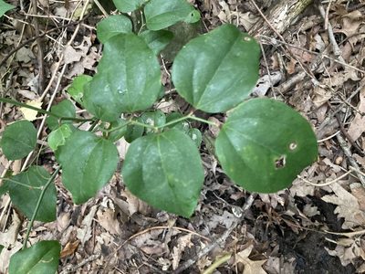 Smilax rotundifolia, photographed by Joseph McPhail