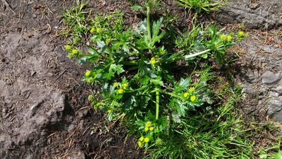 Sanicula crassicaulis, photographed by Loopy30