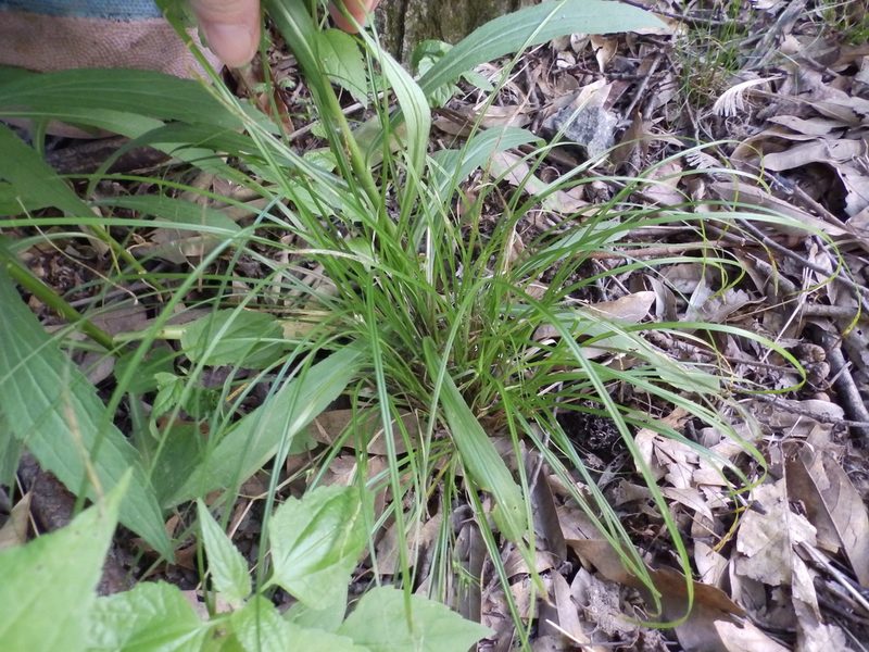 Carex jamesii, photographed by Lori Schuster