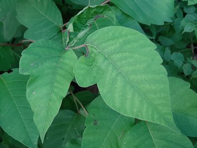 Toxicodendron radicans, photographed by florawhite