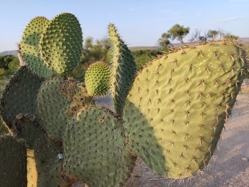 Opuntia leucotricha, photographed by Mauricio Calderón