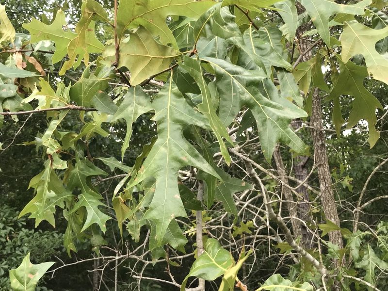Quercus laevis, photographed by Raven Dandridge