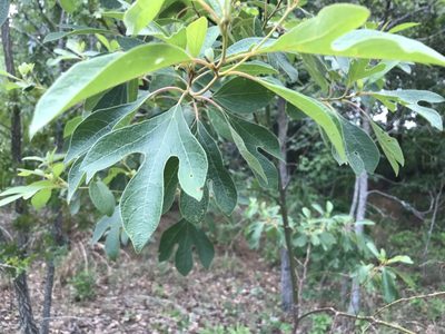 Sassafras albidum, photographed by Raven Dandridge