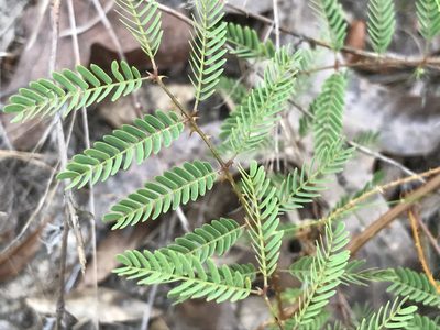 Mimosa microphylla, photographed by Raven Dandridge