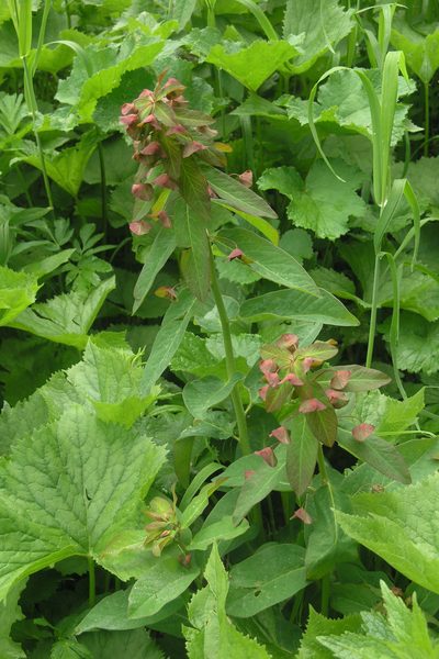 Euphorbia oblongifolia, photographed by Oleg Kosterin