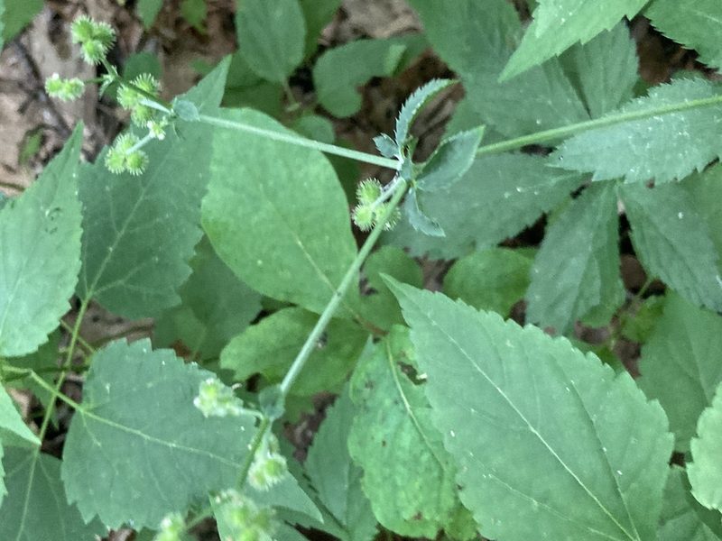 Sanicula canadensis, photographed by Joseph McPhail
