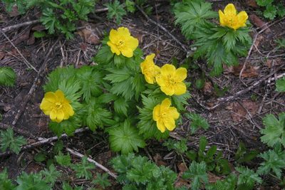 Trollius ranunculinus, photographed by Oleg Kosterin
