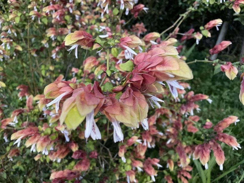 Justicia brandegeeana, photographed by Yasunori Yamamoto